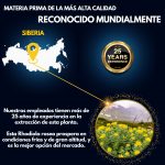 Rhodiola Rosea - Image 6