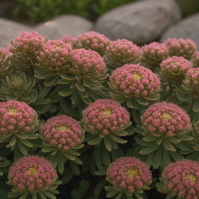 5 questions fréquentes sur la rhodiola rosea