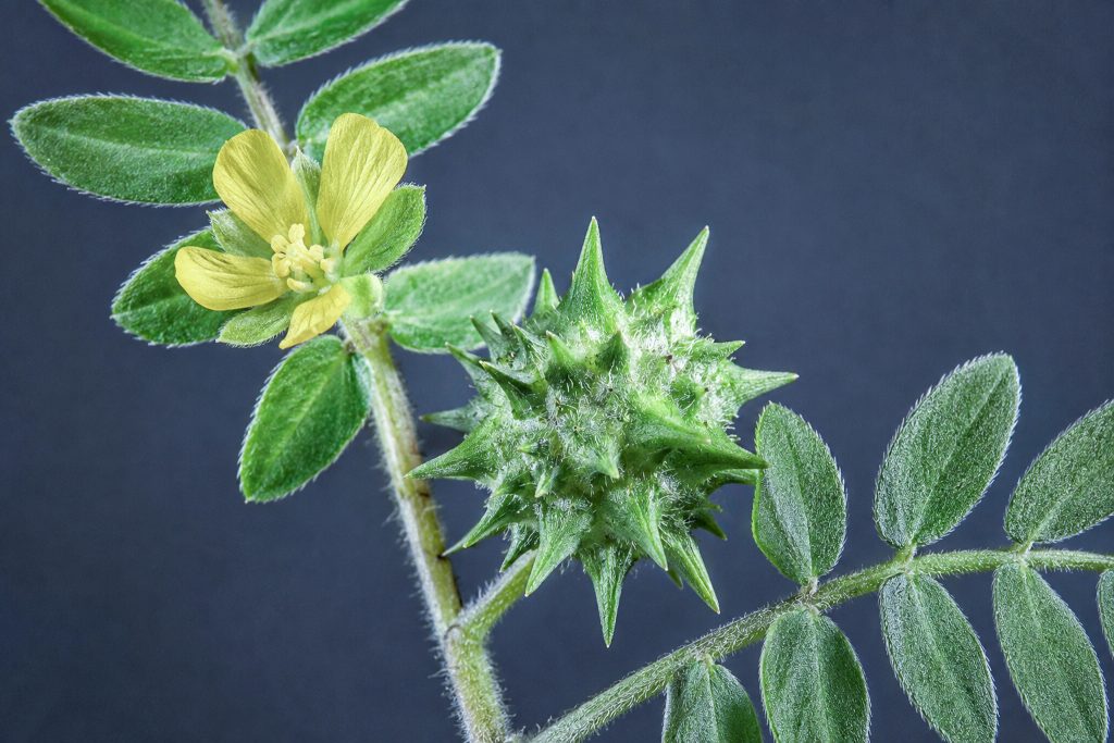 Tribulus terrestris, plante du terrain hormonal et de la testostérone