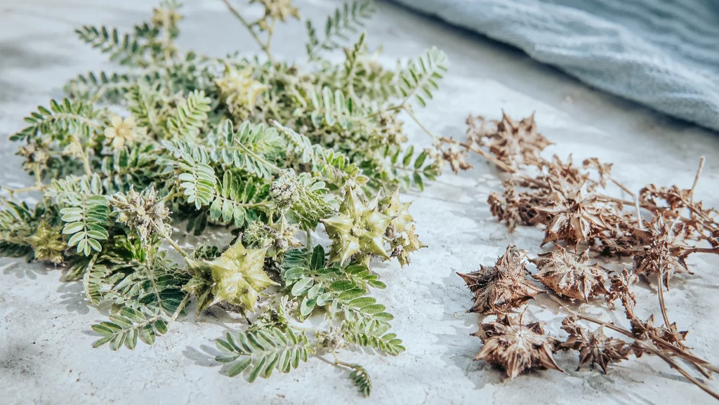 Tribulus terrestris frais et séché côte à côte, la composition de la plante varie selon l'origine