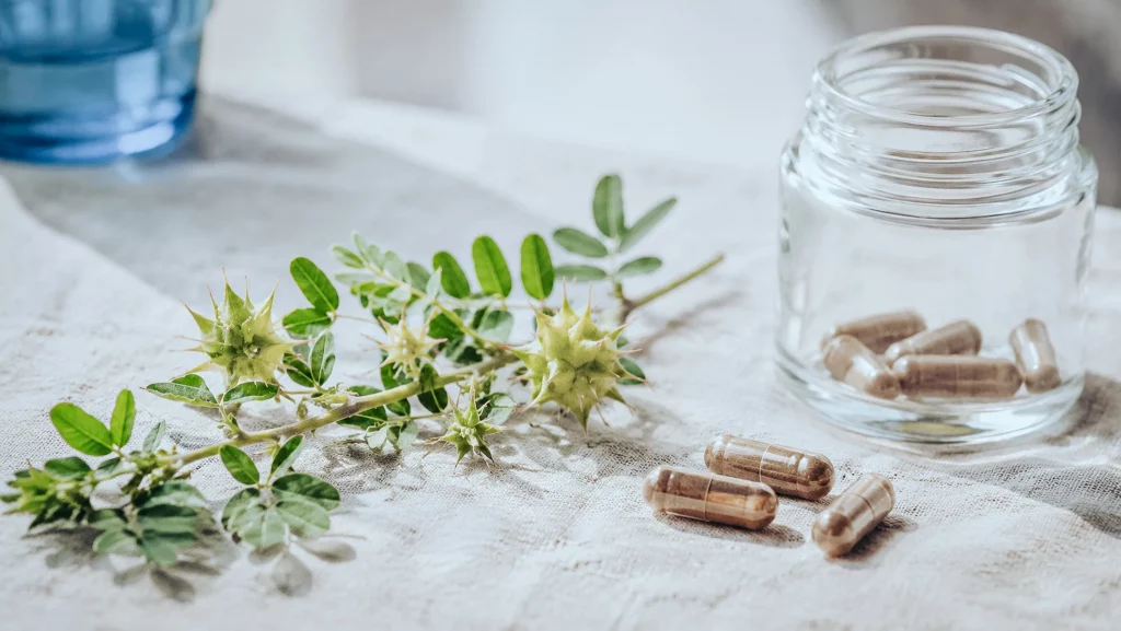 Branche de Tribulus terrestris avec ses fruits épineux, gélules et pot en verre, guide complet du Tribulus