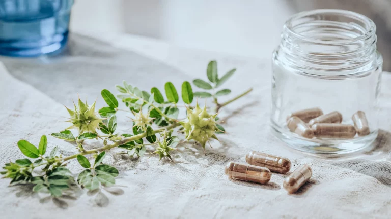 Branche de Tribulus terrestris avec ses fruits épineux, gélules et pot en verre, guide complet du Tribulus
