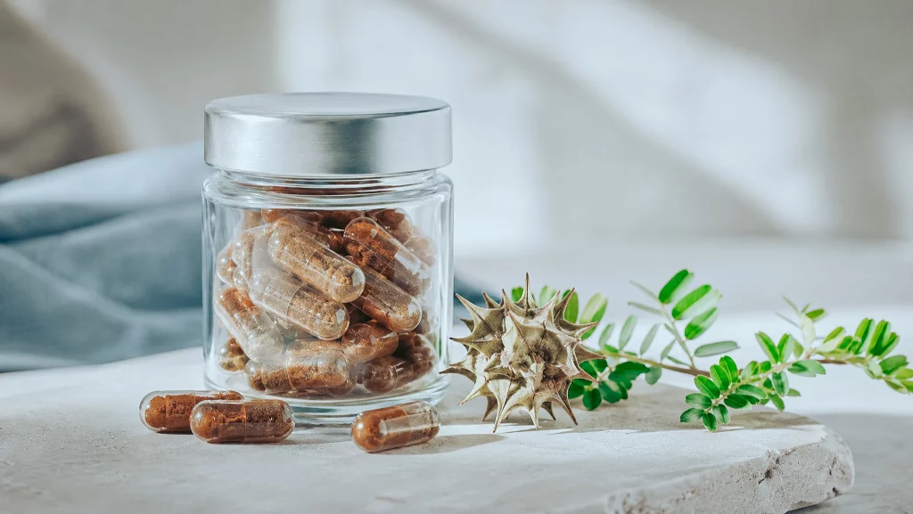 Pot en verre scellé de gélules de Tribulus terrestris et fruit épineux de la plante, bien choisir son extrait